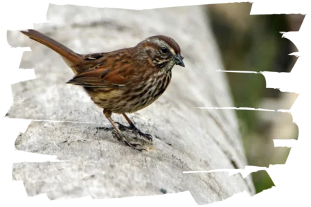 Vogel auf Brauner Singvogel auf Baumstamm – steht symbolisch für persönliche Veränderung, Klarheit und Orientierung