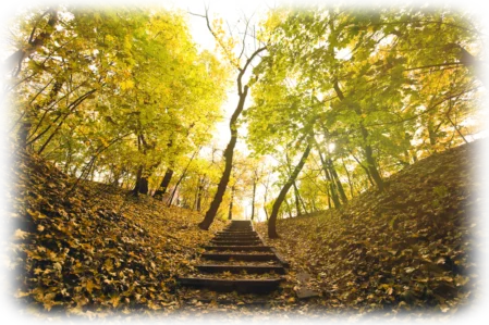 Treppenweg durch herbstlichen Wald als Symbol für persönlichen Entwicklungsweg